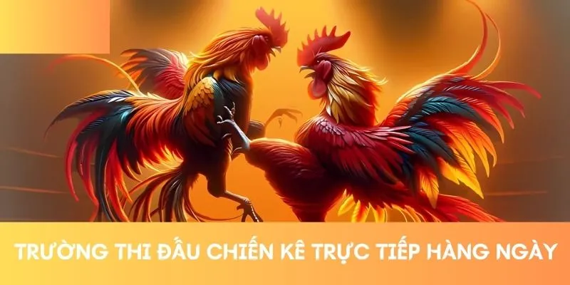 Trường thi đấu chiến kê trực tiếp hàng ngày