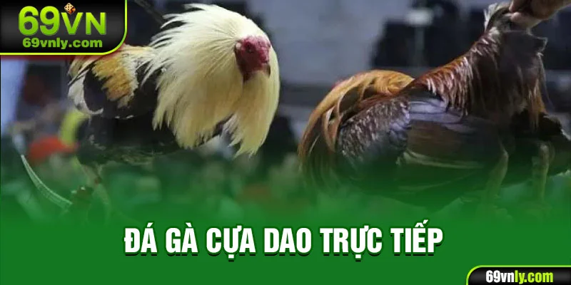 Đá gà cựa dao trực tiếp