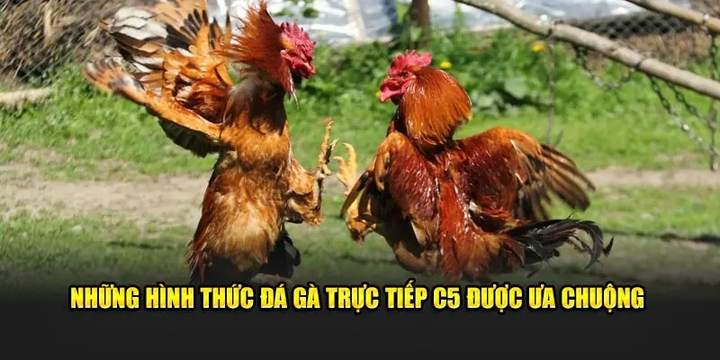 Đa dạng loại hình đá gà trực tiếp C5 hấp dẫn