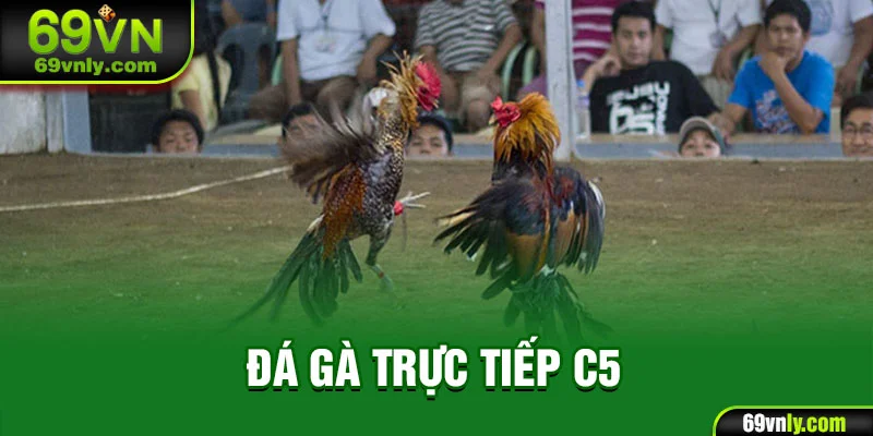 Đá gà trực tiếp C5